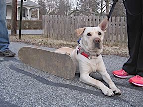 walking with Bailey