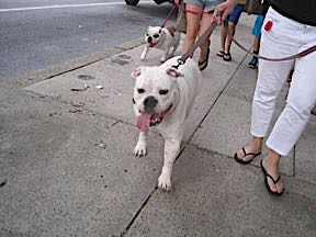 walking with Bella & Rosie