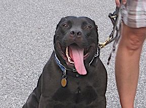 walking with Cash