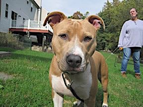 walking with Clyde