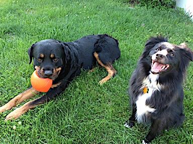 walking with Kona & Monk