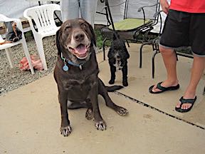 walking with Remy & Betsy