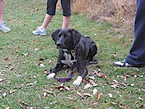 walking with Willow